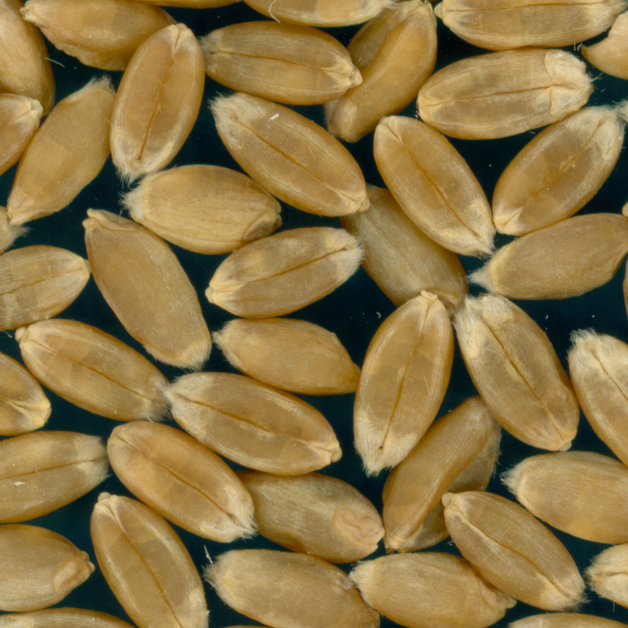 KERNELS